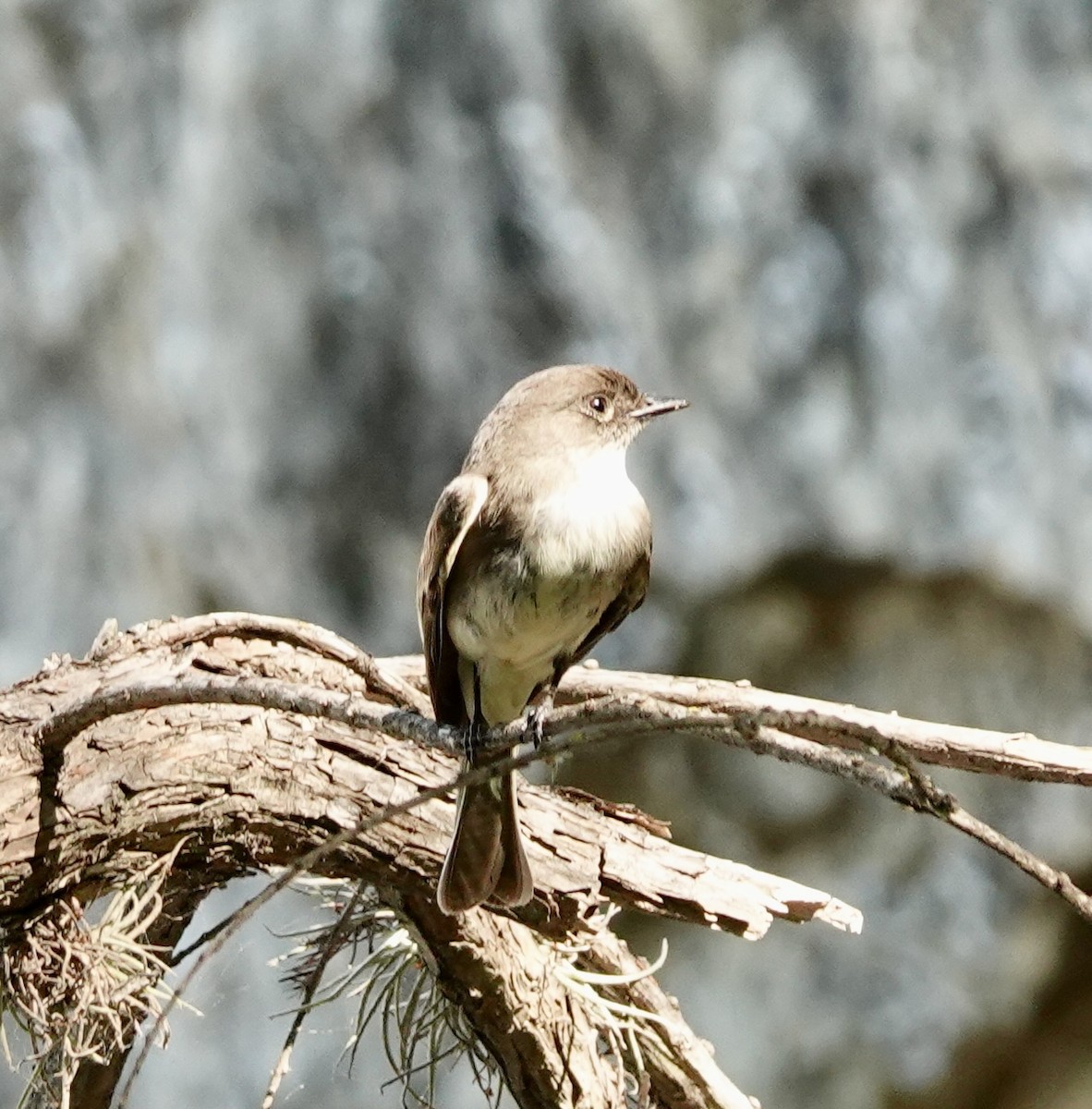 Eastern Phoebe - ML618786864