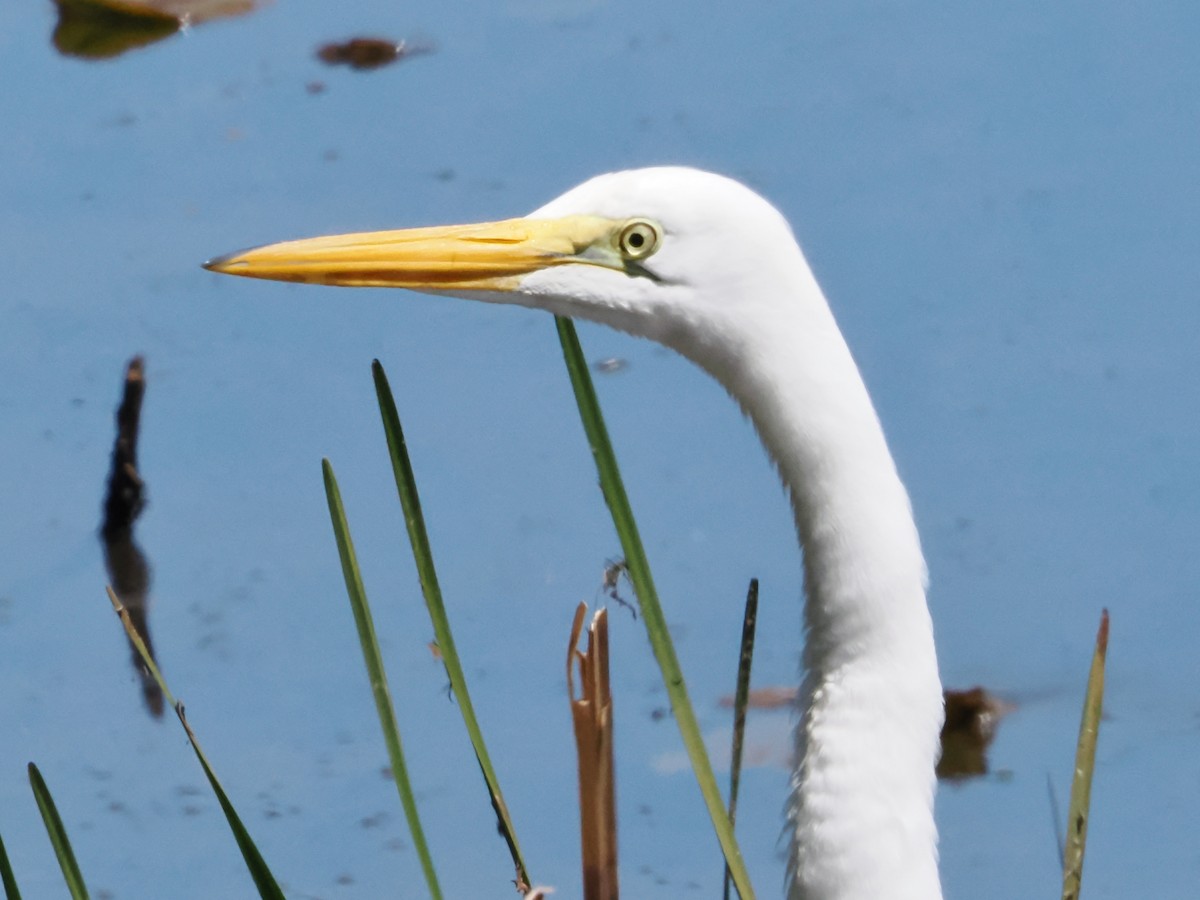 Great Egret - John Felton