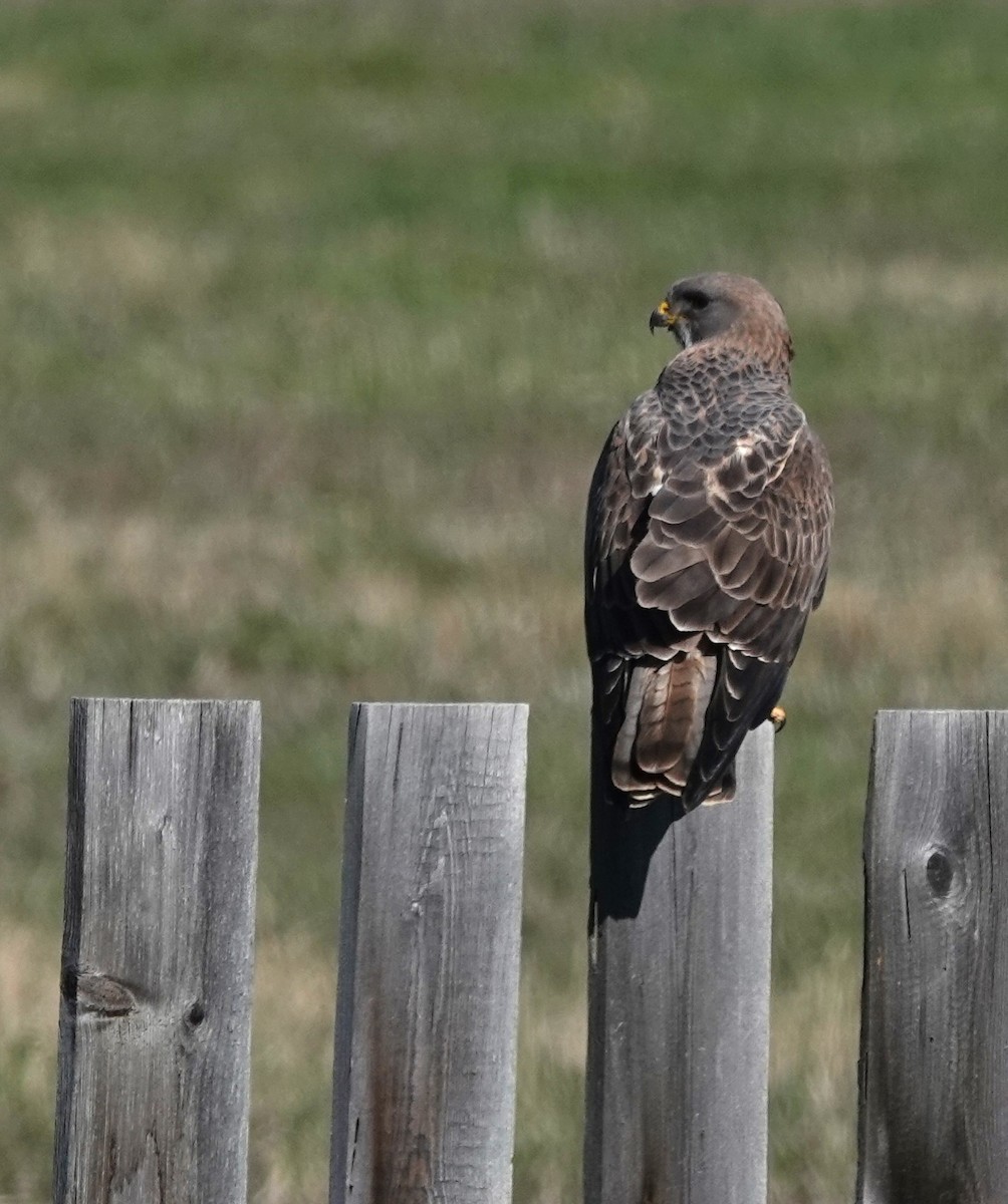 Swainson's Hawk - Diane Stinson