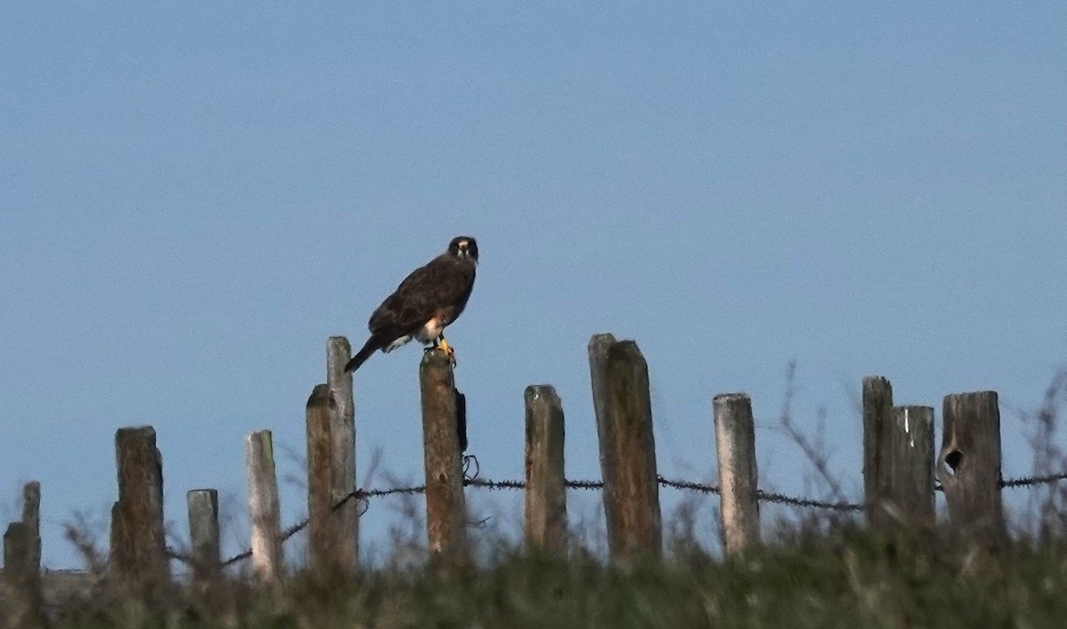 Swainson's Hawk - Diane Stinson