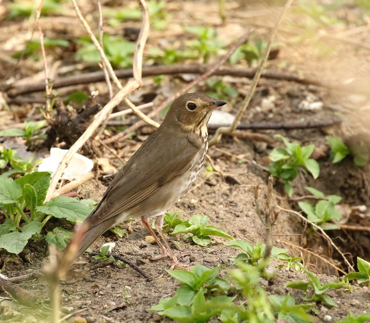 Swainson's Thrush - Thomas Smith