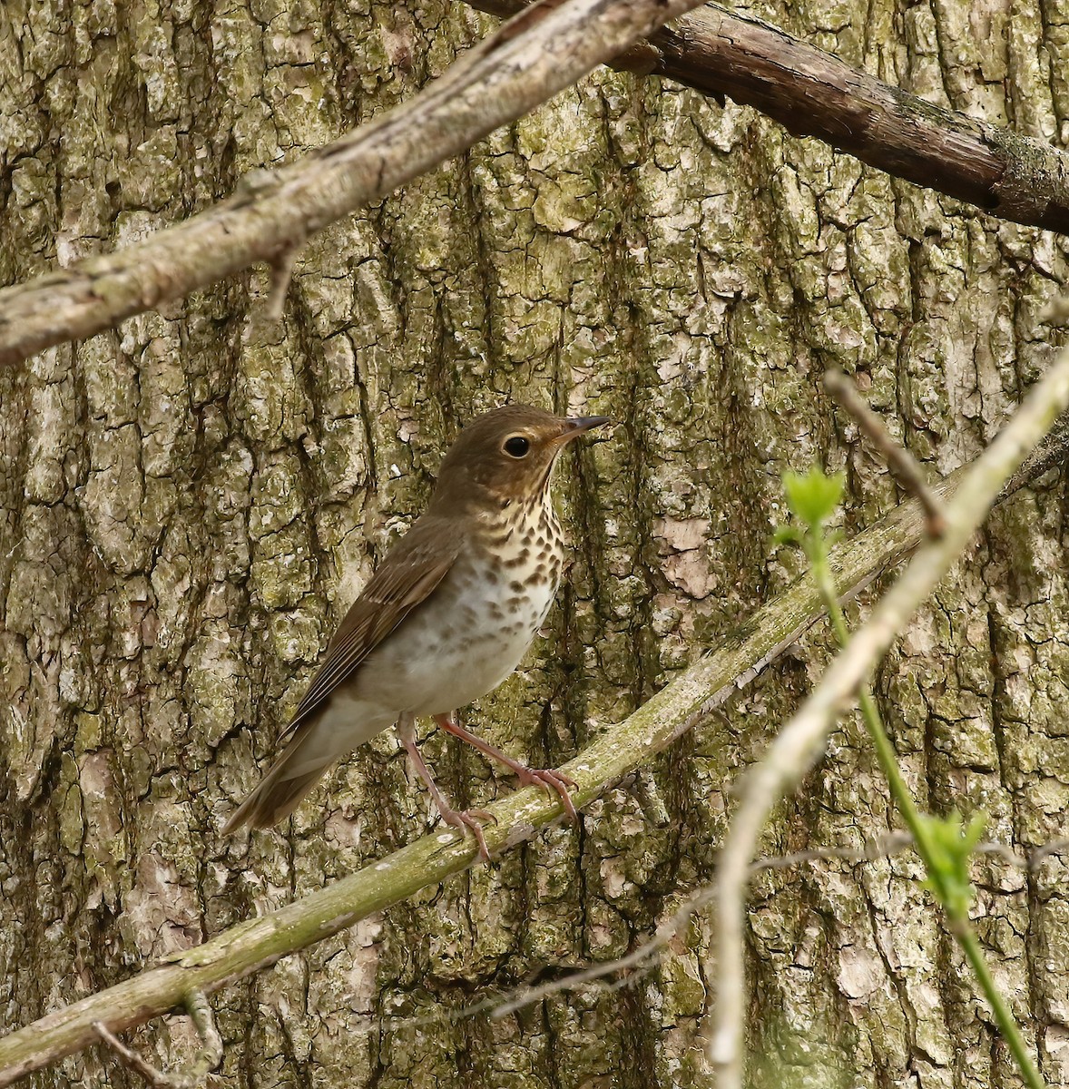 Swainson's Thrush - Thomas Smith