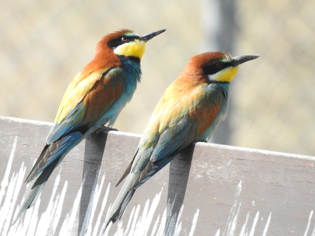 European Bee-eater - Per Berthing