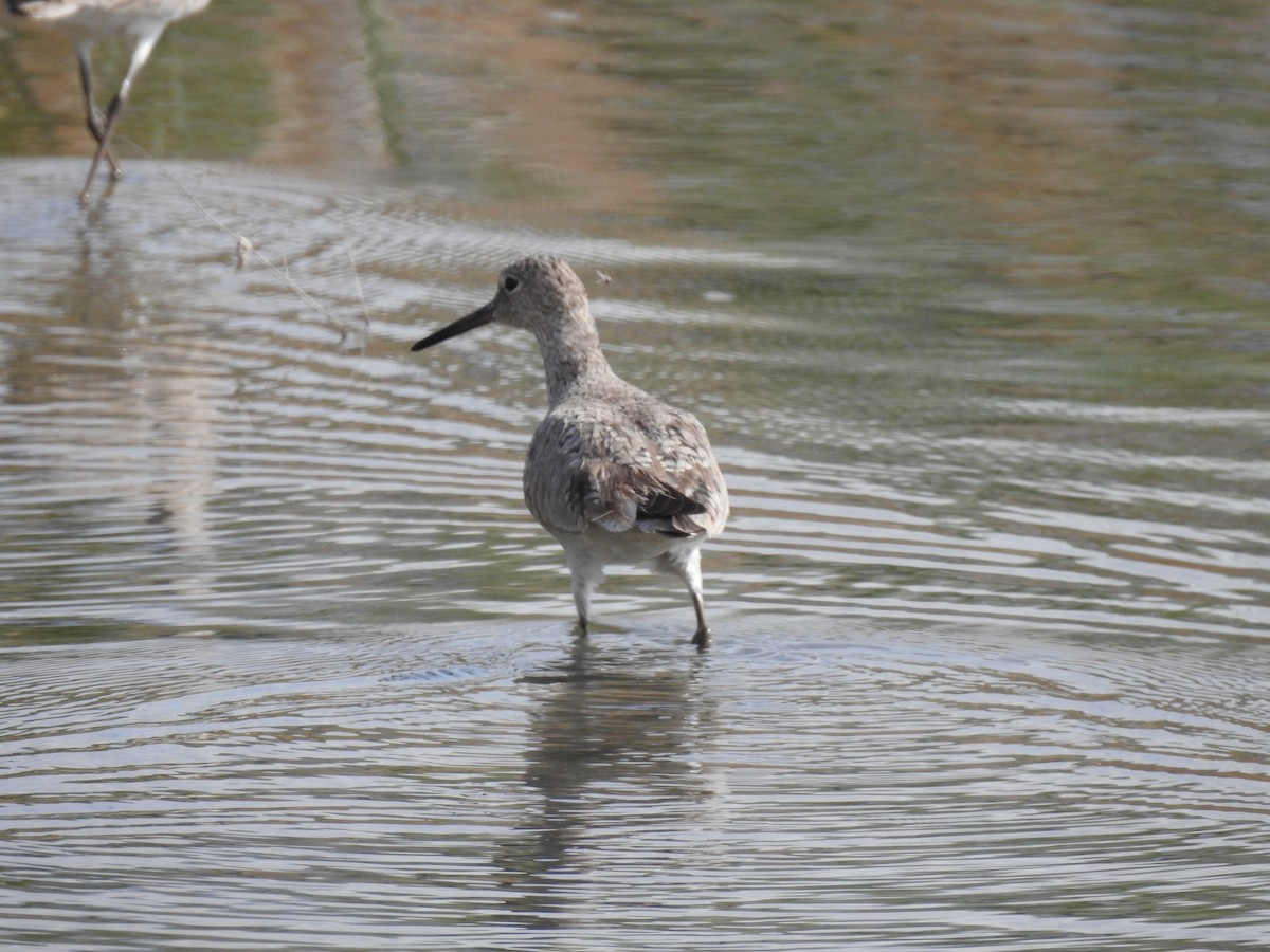 Willet - ML618786883