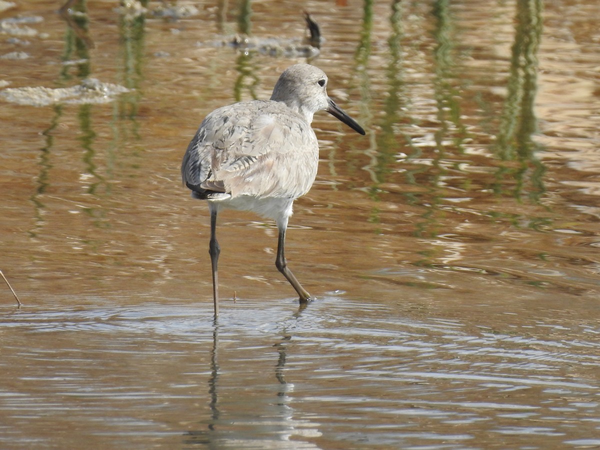 Willet - ML618786886