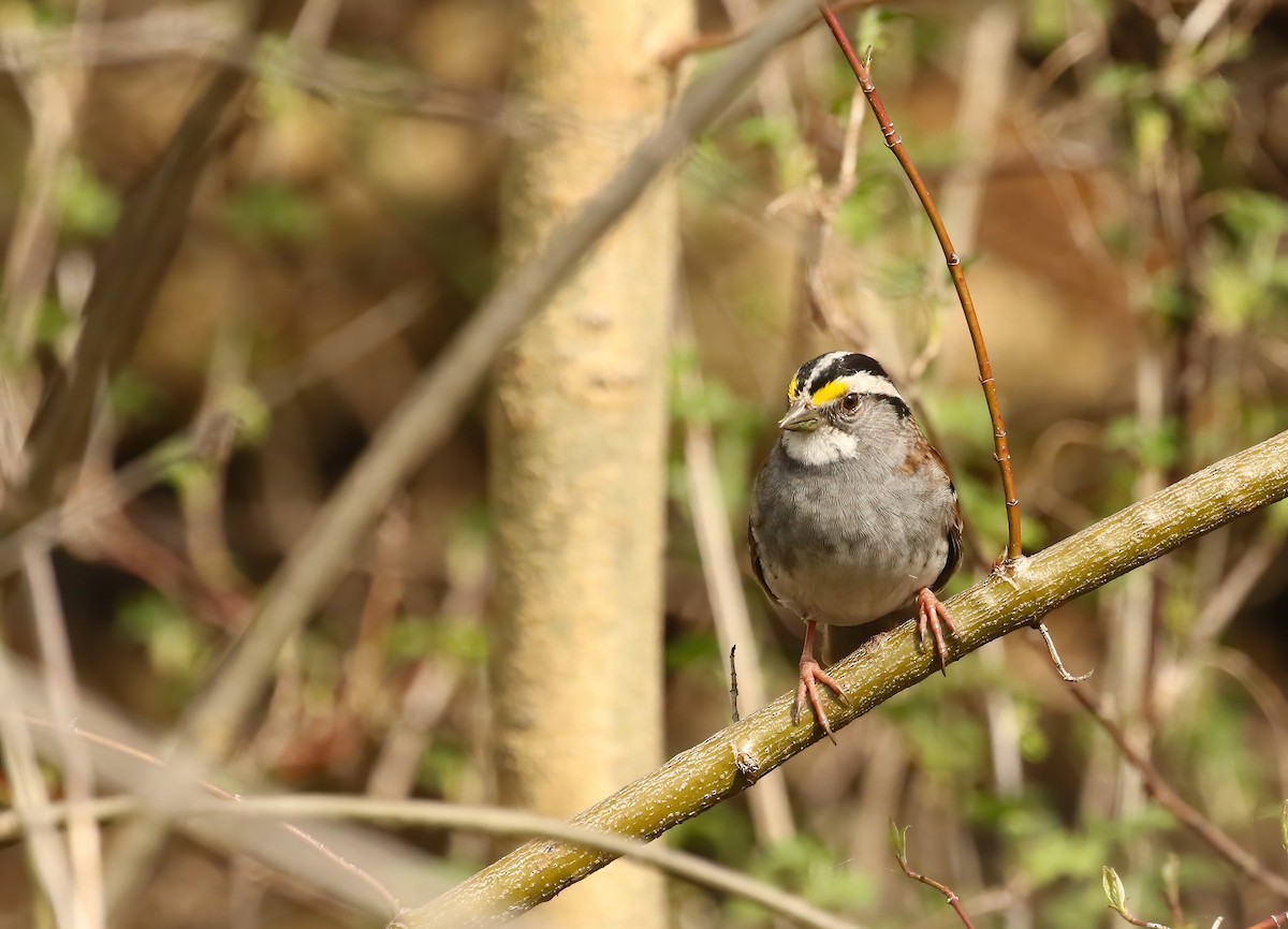 White-throated Sparrow - Thomas Smith