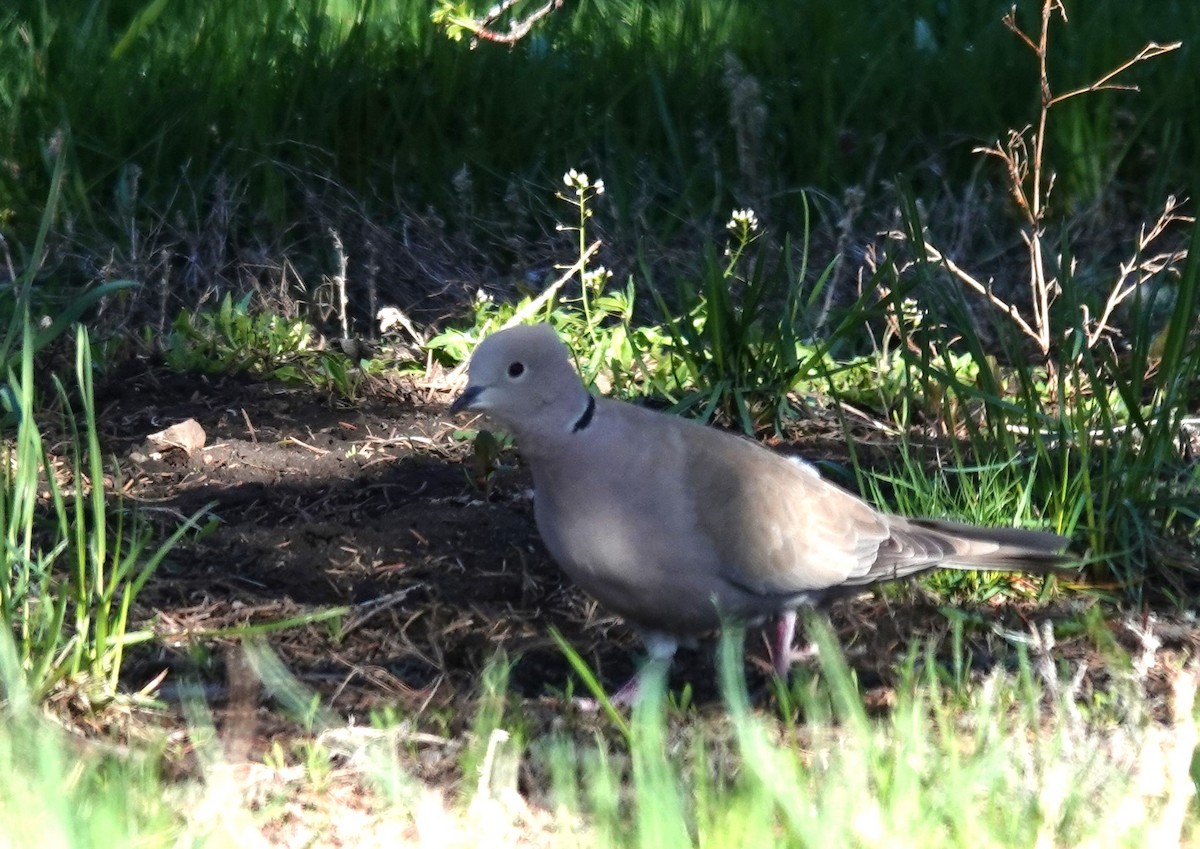 Eurasian Collared-Dove - ML618786894