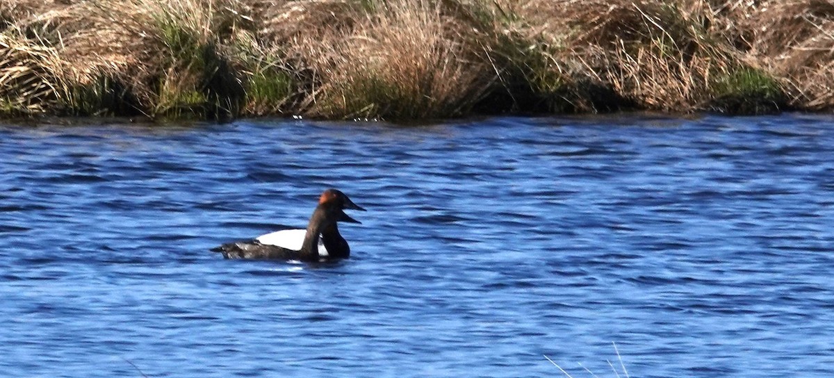 Canvasback - Diane Stinson