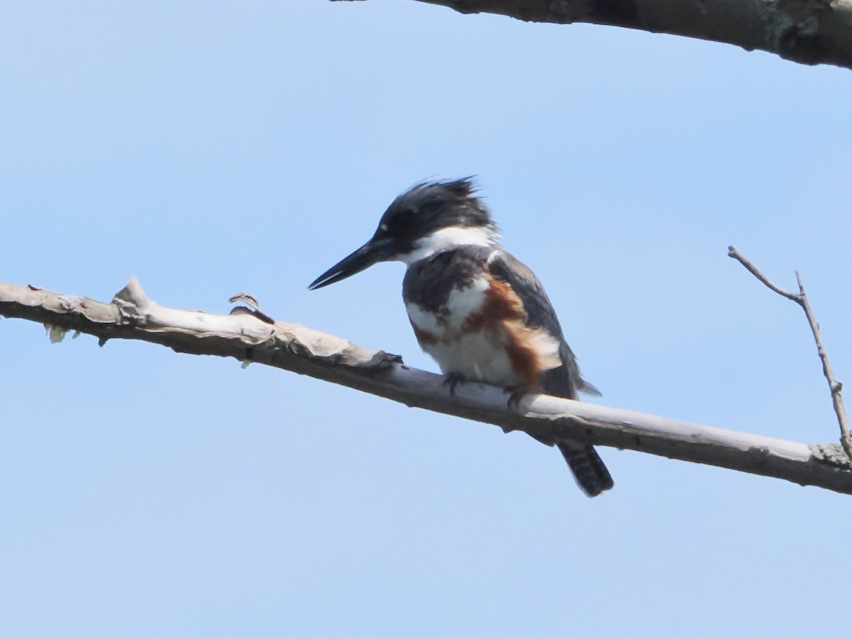 Belted Kingfisher - John Felton