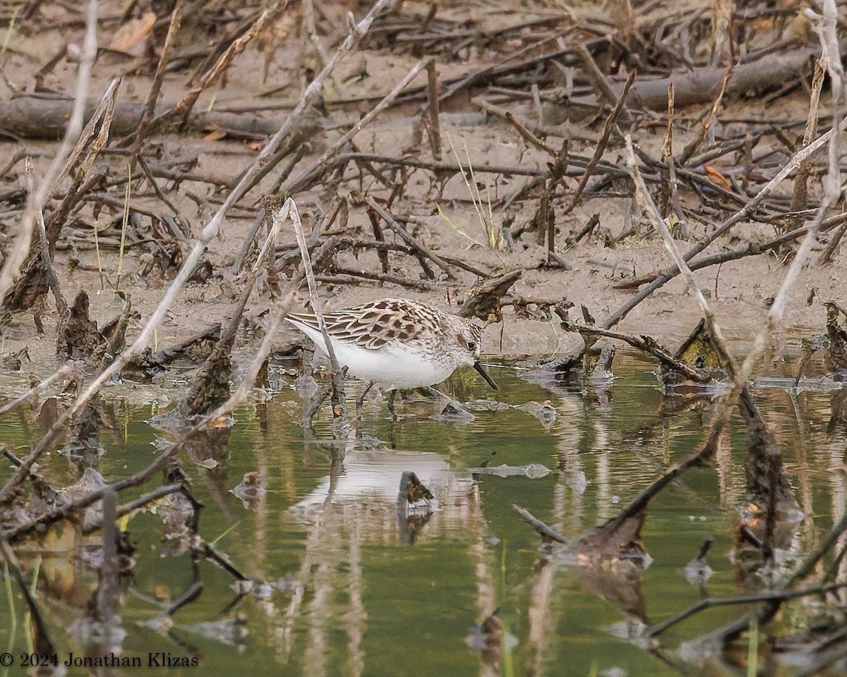 Semipalmated Sandpiper - Jonathan Klizas