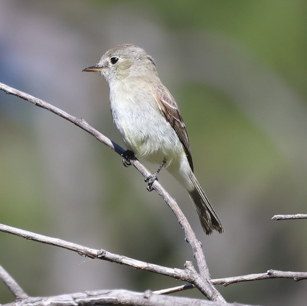 Gray Flycatcher - ML618786932