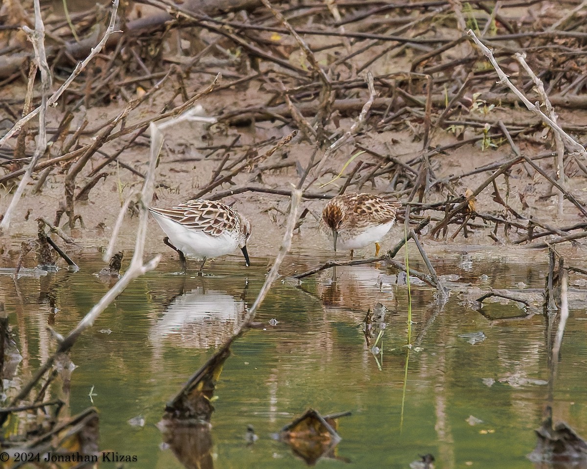 Semipalmated Sandpiper - Jonathan Klizas