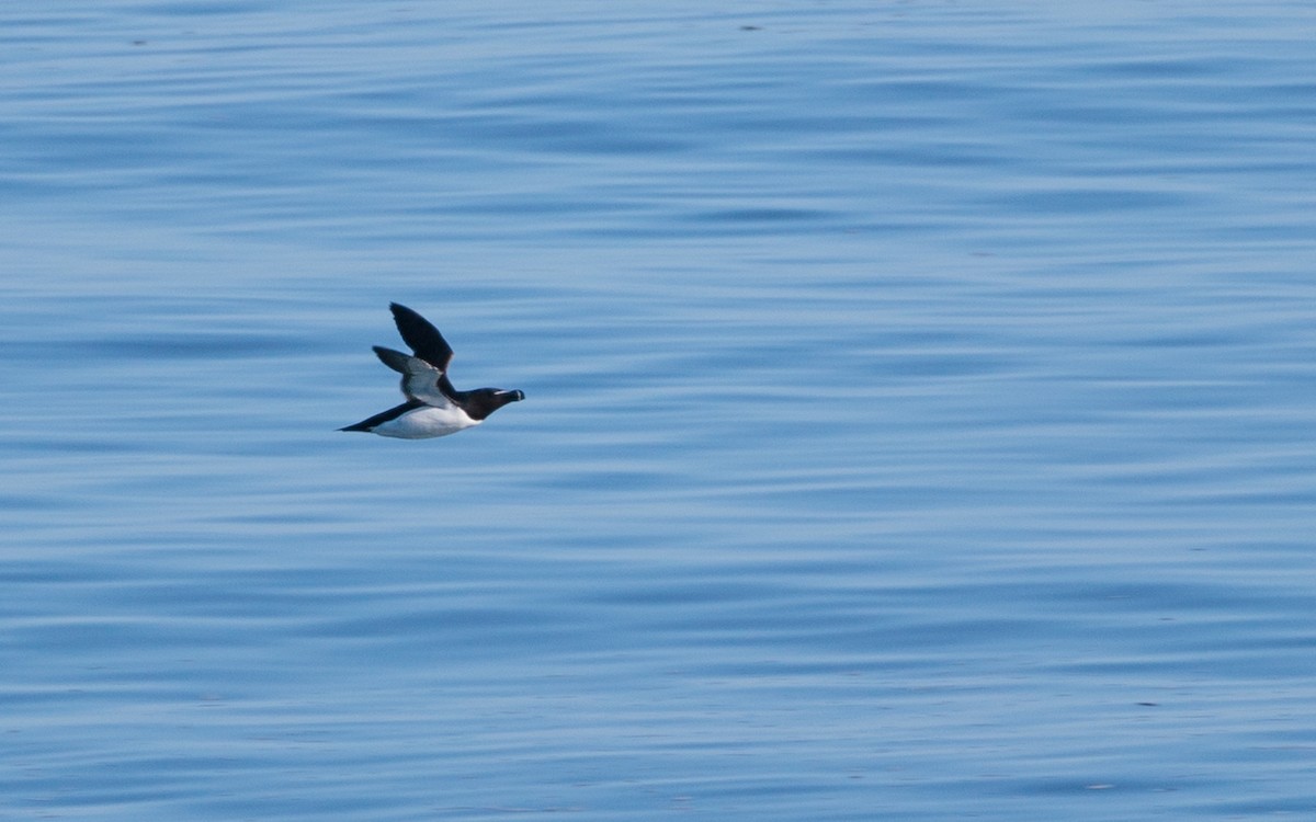 Razorbill - Laurent Prévost-Frenette