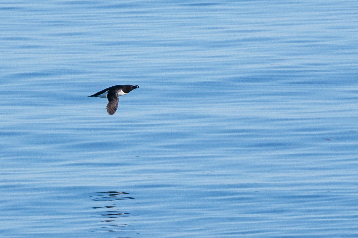 Razorbill - Laurent Prévost-Frenette