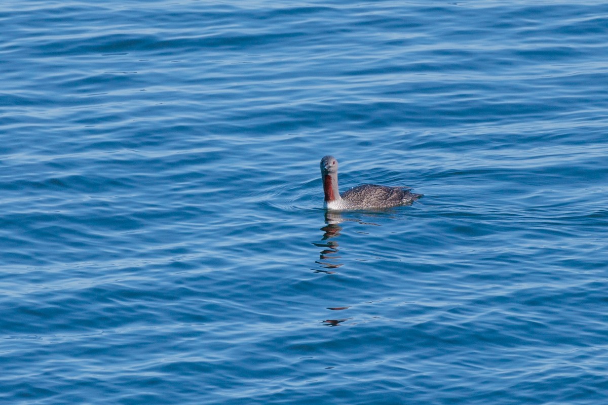 Red-throated Loon - Laurent Prévost-Frenette