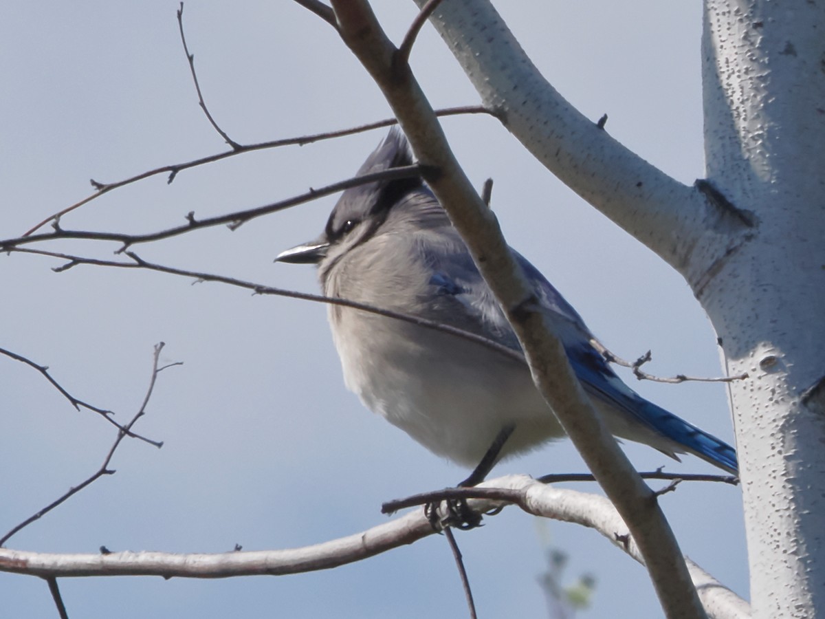 Blue Jay - John Felton