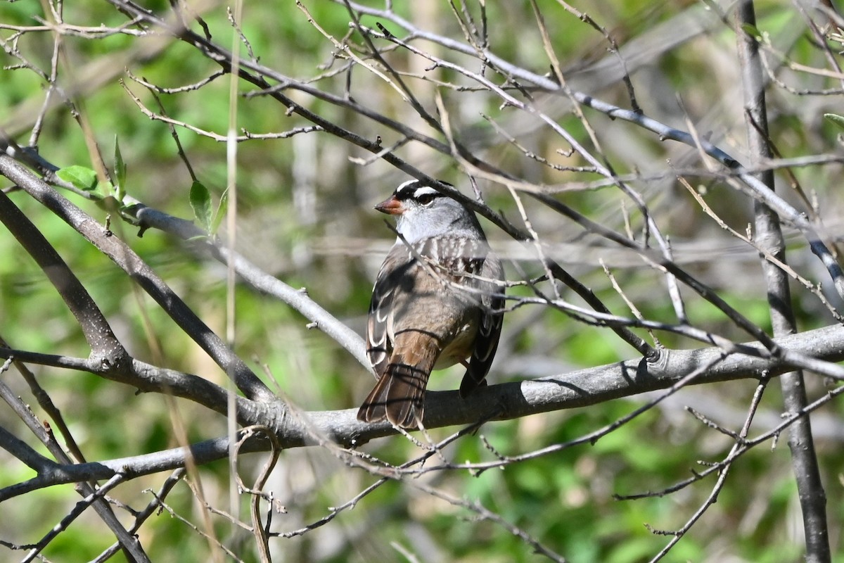 White-crowned Sparrow - Amanda Avery