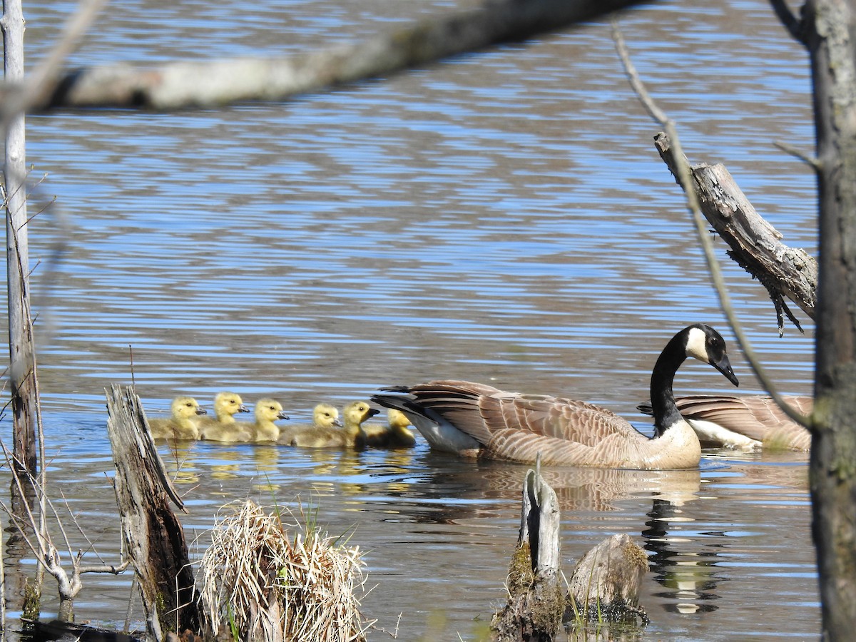 Canada Goose - ML618786973