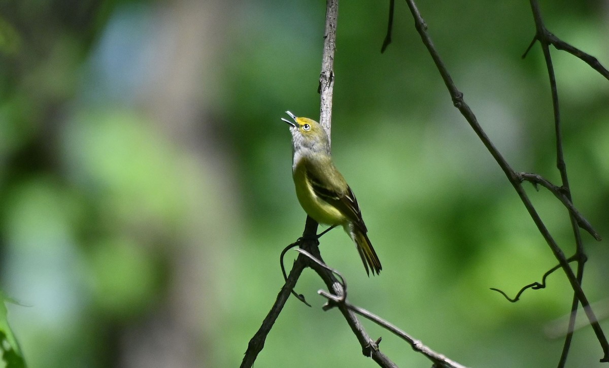 White-eyed Vireo - Rick Luehrs