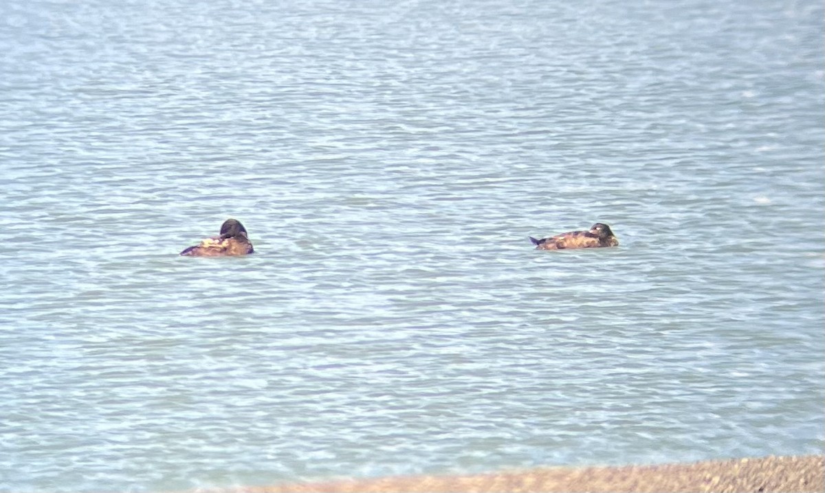 White-winged Scoter - ML618786980