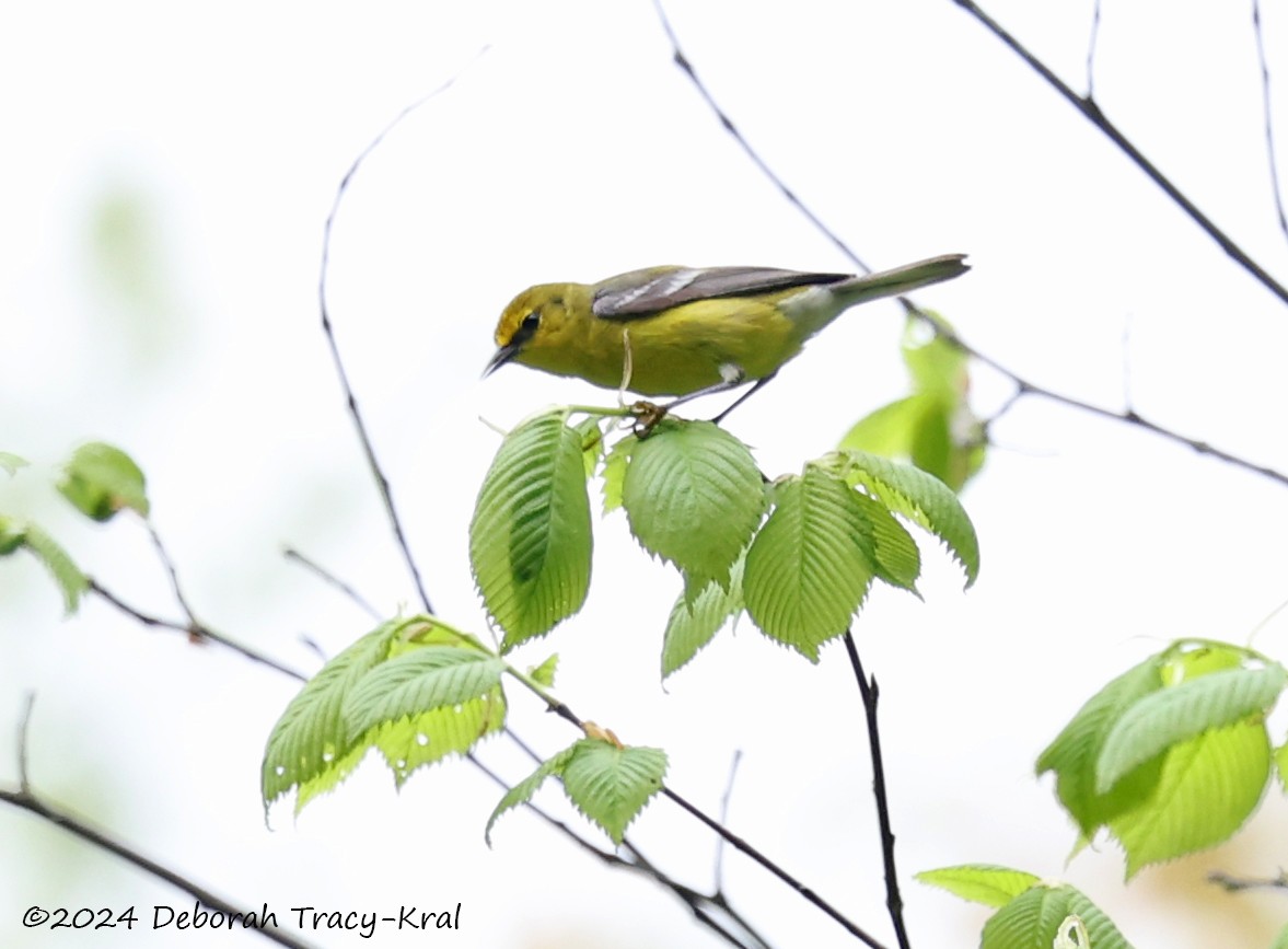 Blue-winged Warbler - ML618786986