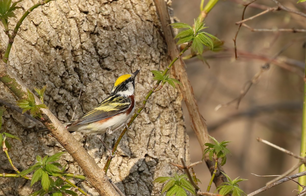 Chestnut-sided Warbler - Thomas Smith