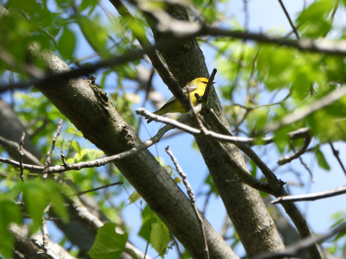 Blue-winged Warbler - Rick Luehrs