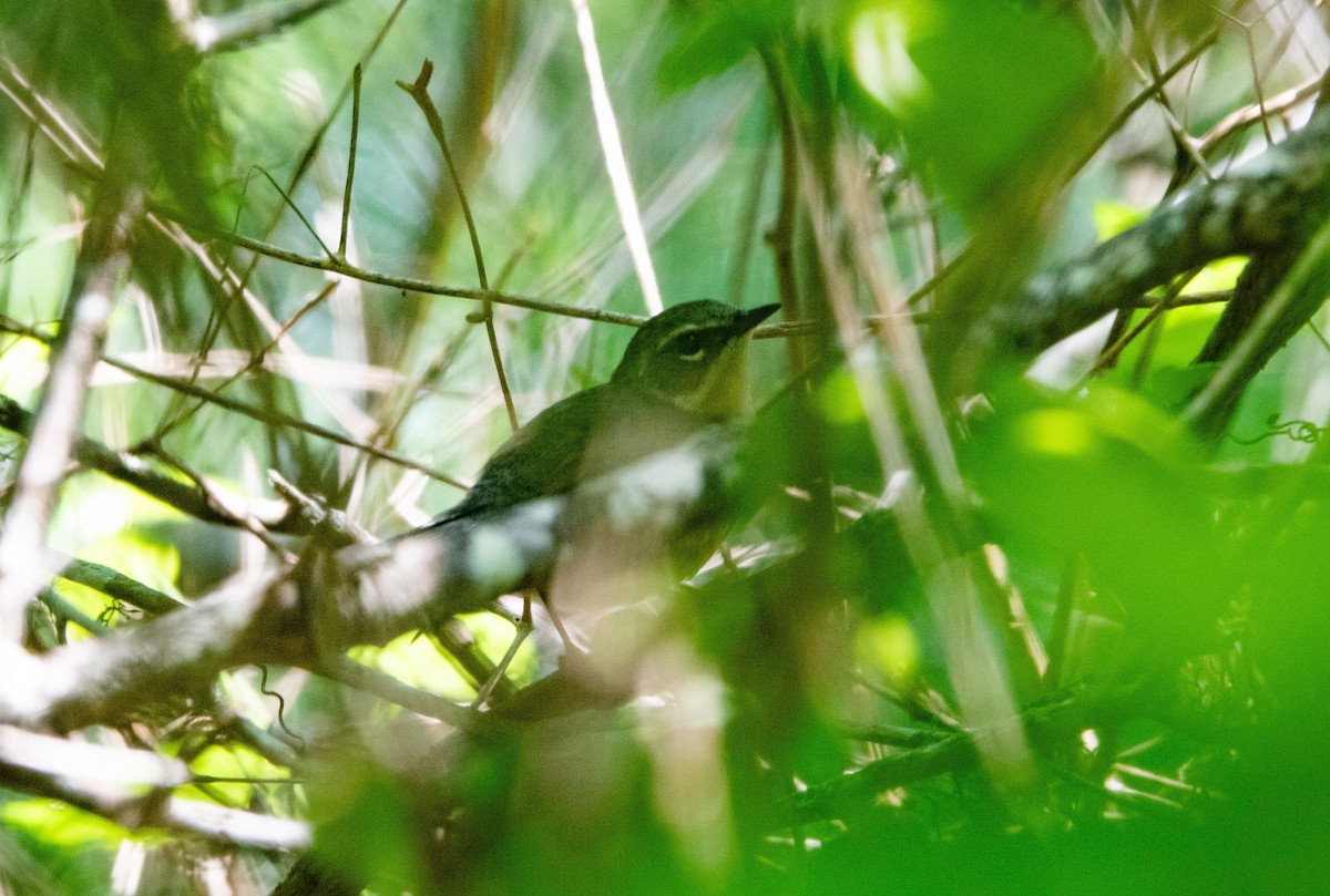 Black-throated Blue Warbler - Steven Nelson