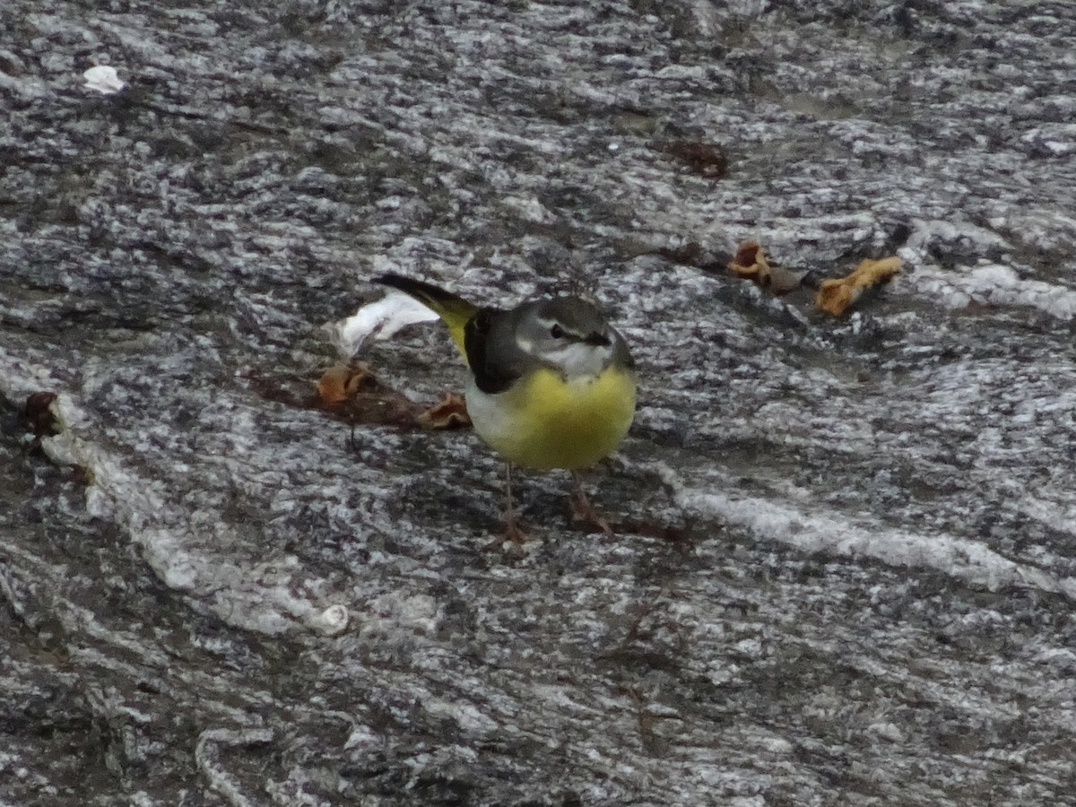 Gray Wagtail - Seunghyun Lee