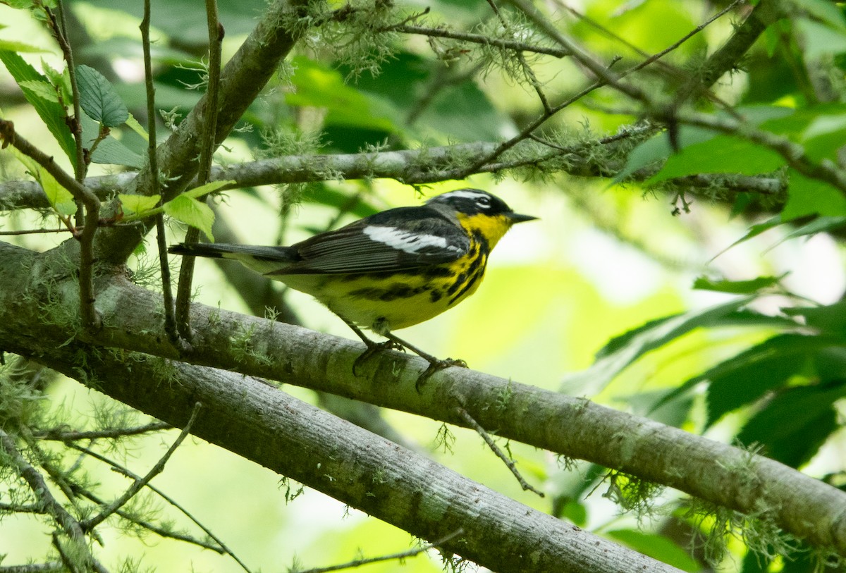 Magnolia Warbler - Steven Nelson