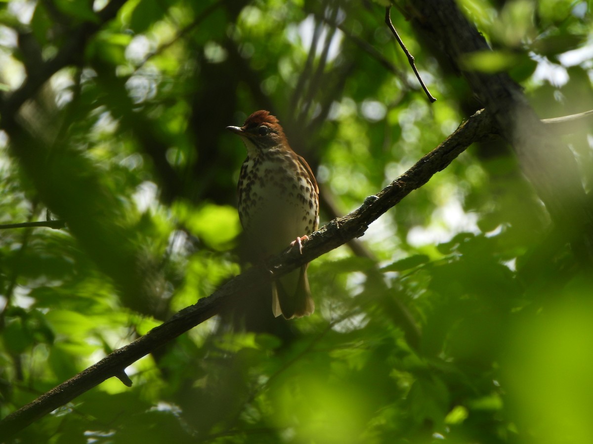 Wood Thrush - ML618787004