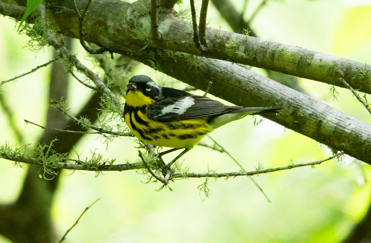 Magnolia Warbler - Steven Nelson