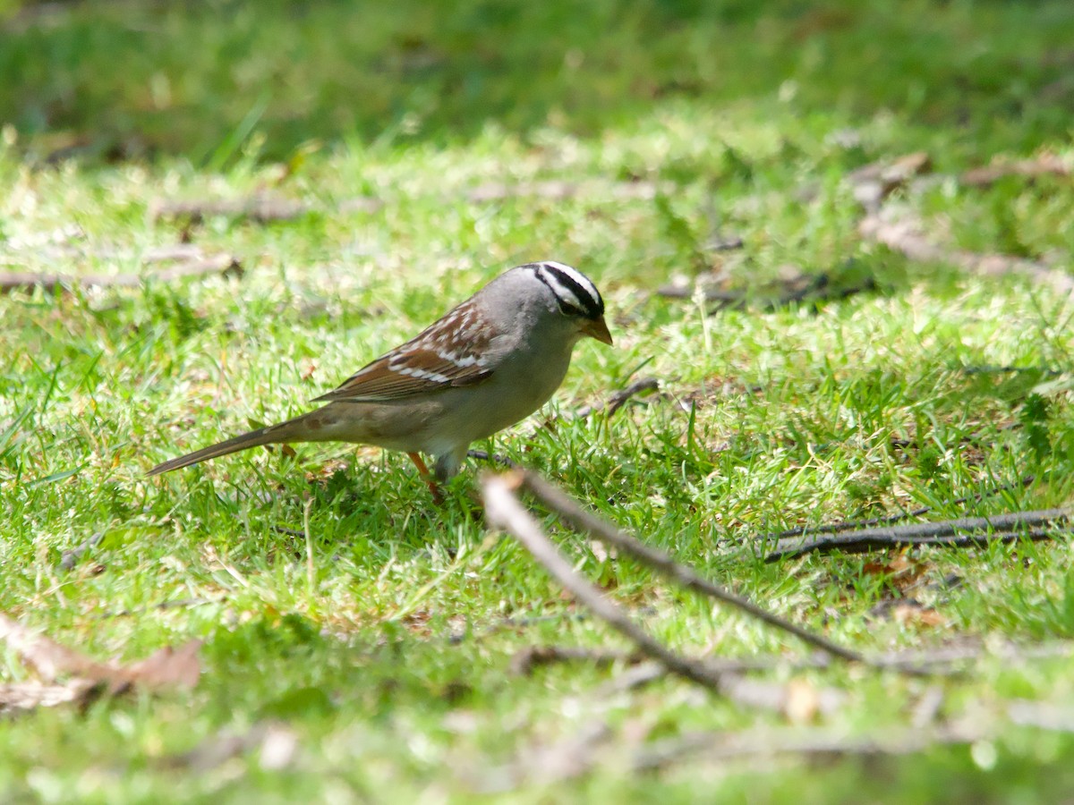 White-crowned Sparrow - John Felton