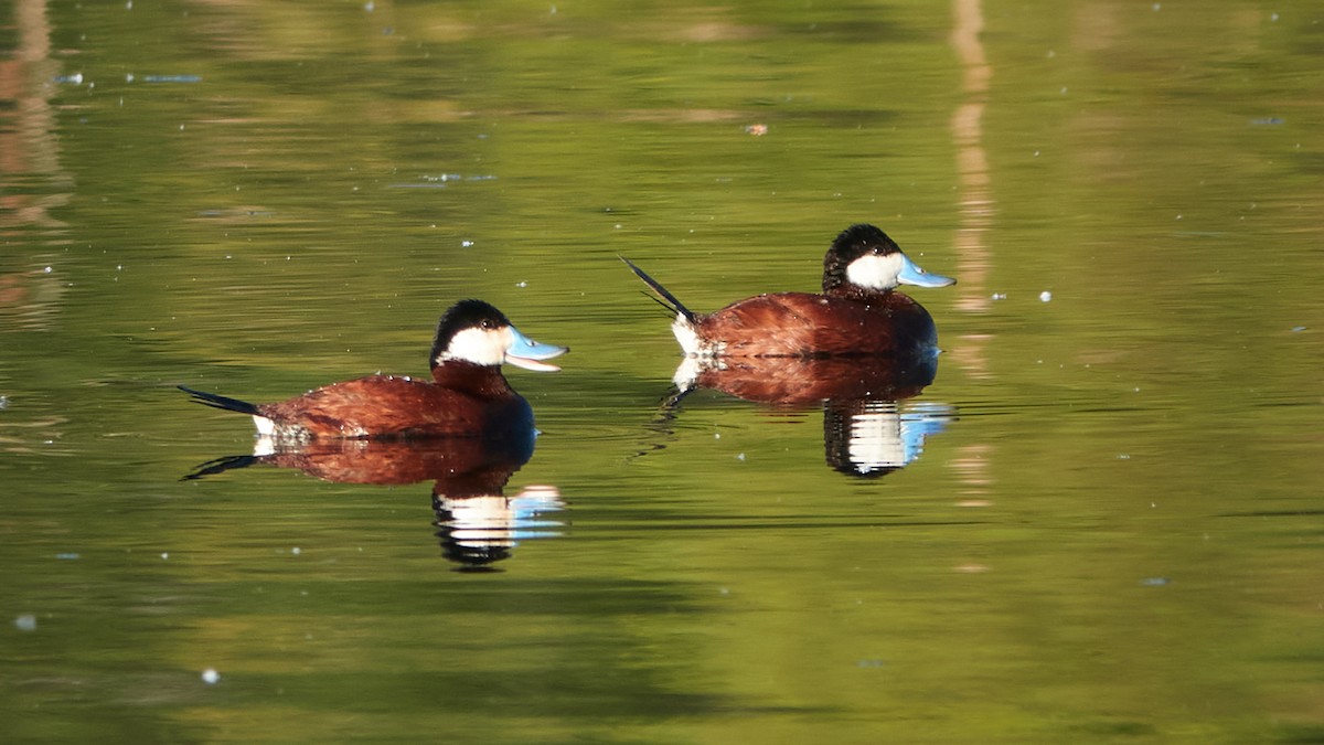 Ruddy Duck - Anonymous