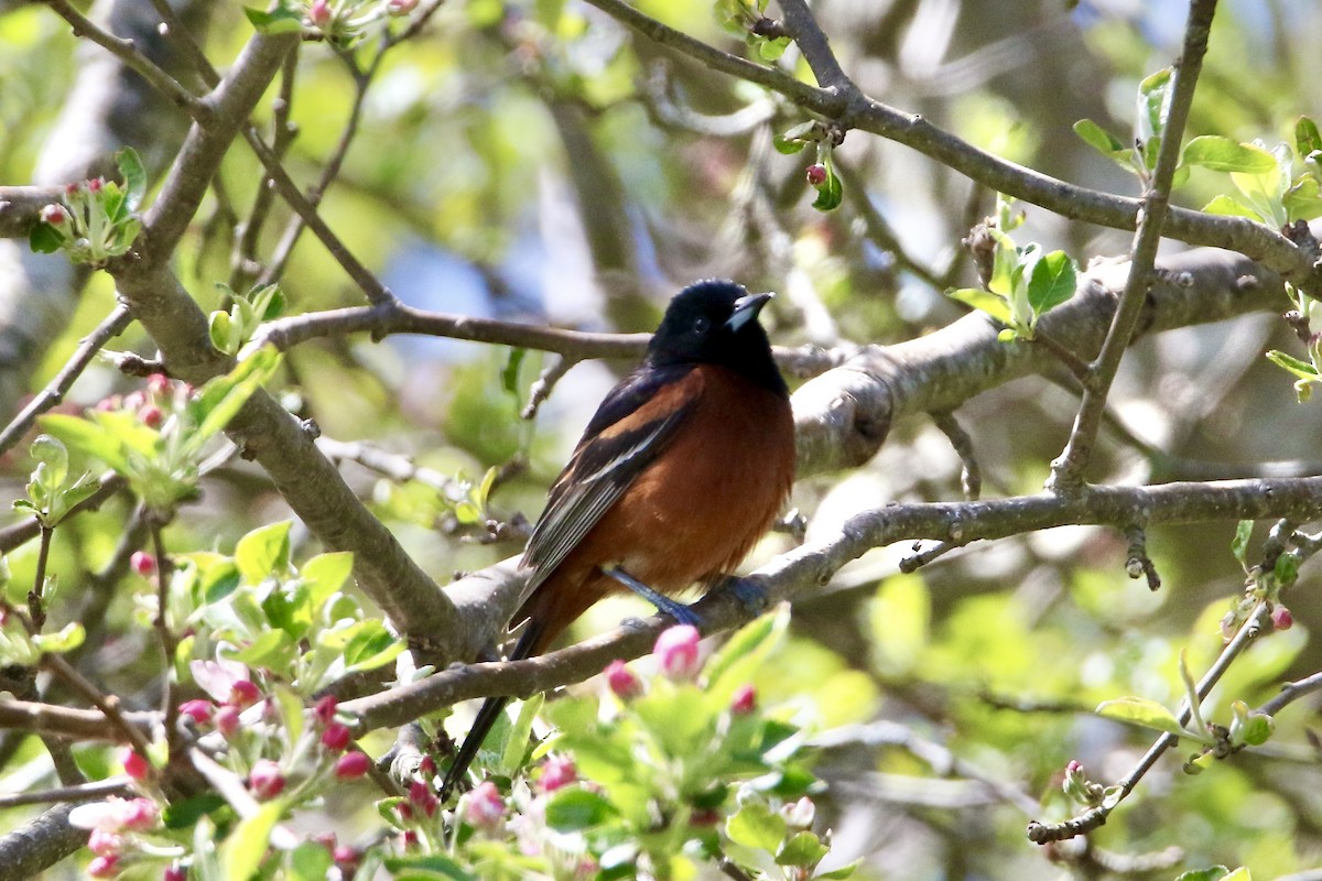 Orchard Oriole - Nancy Villone