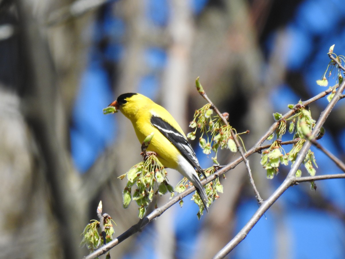 American Goldfinch - ML618787065