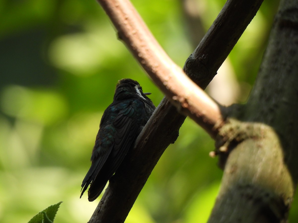 White-eared Hummingbird - María Eugenia Paredes Sánchez