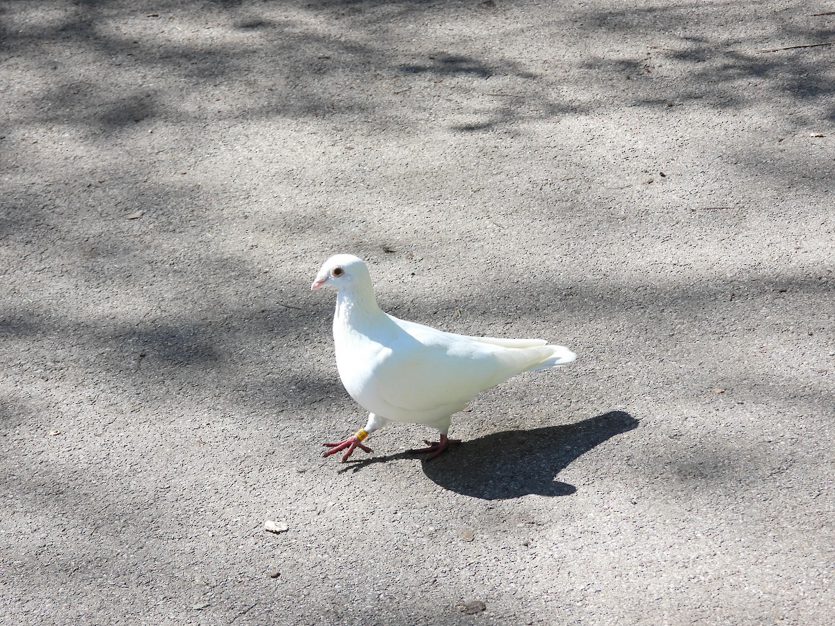 Rock Pigeon (Feral Pigeon) - Janet Pellegrini