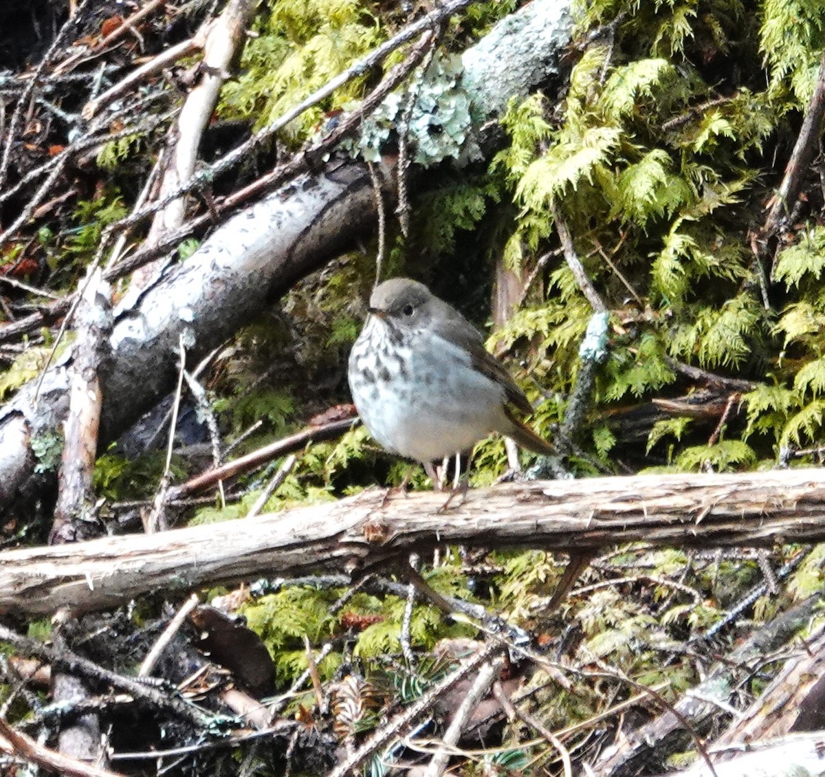 Hermit Thrush - Robin Collman