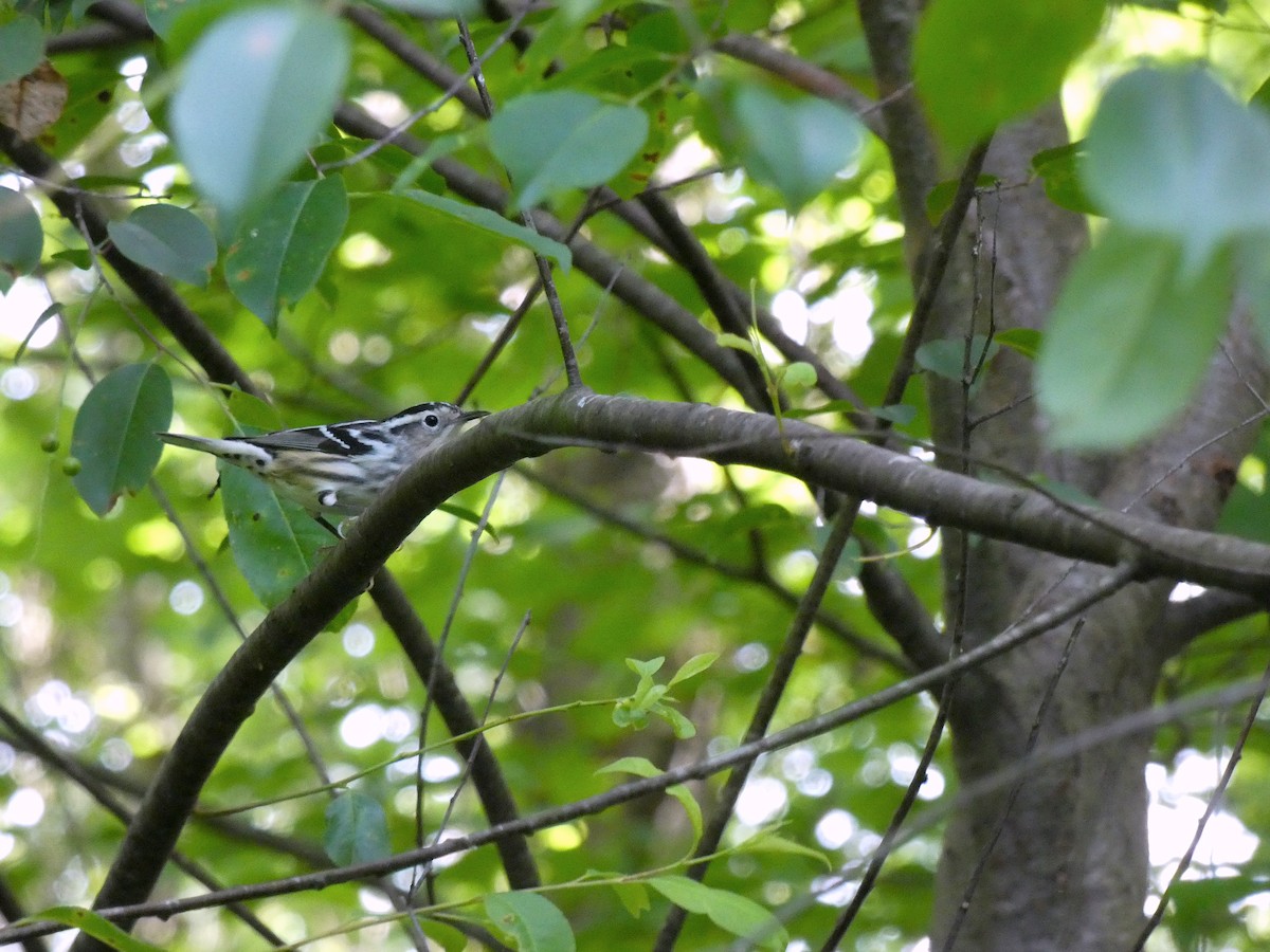 Black-and-white Warbler - Tony-Cara Woods