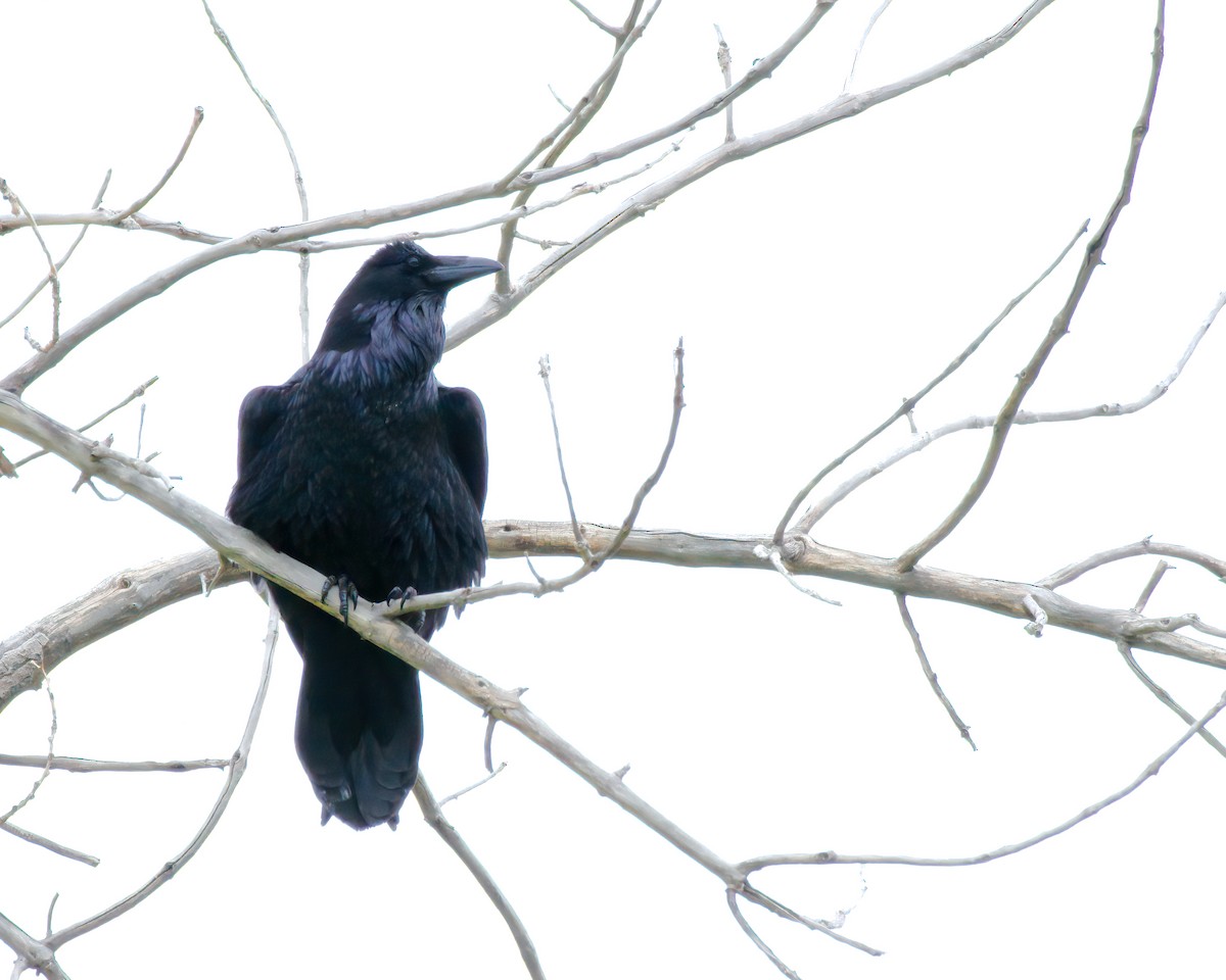 Common Raven - Rosanne Juergens