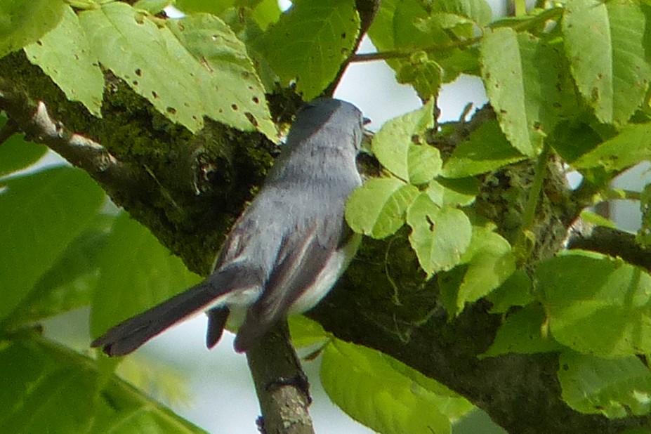 Blue-gray Gnatcatcher - Ken Januski