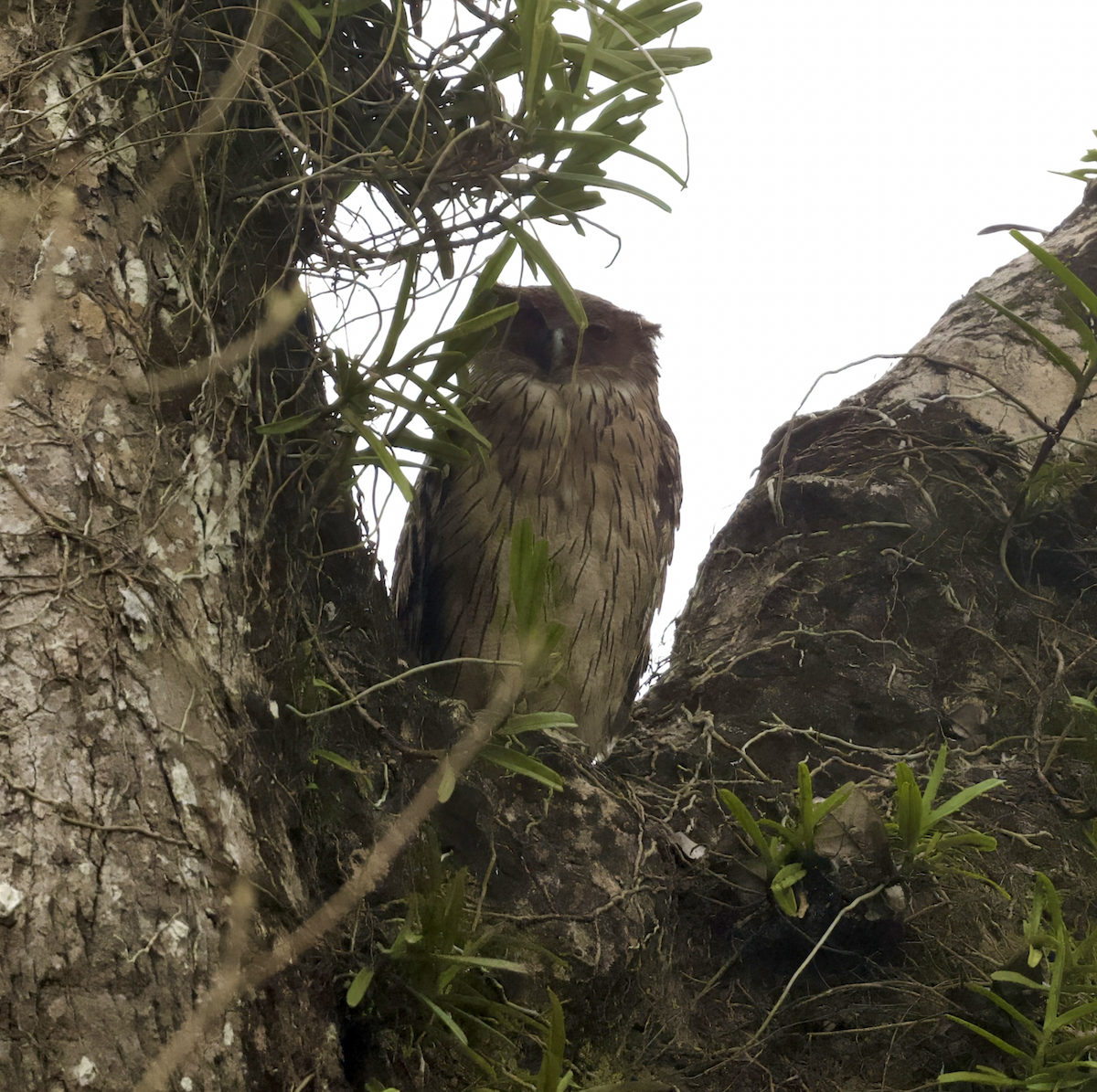 Brown Fish-Owl - Joseph Tobias