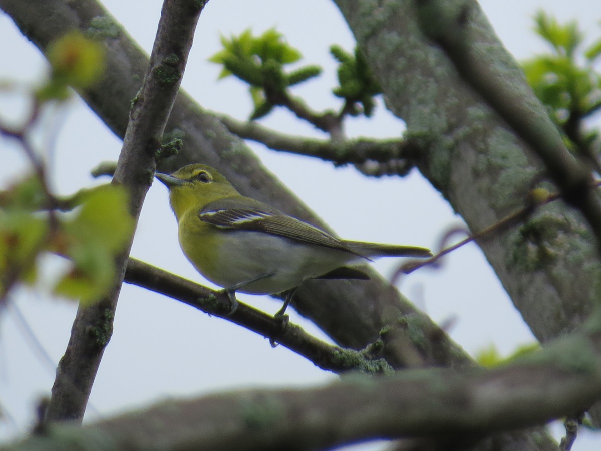 Yellow-throated Vireo - ML618787233