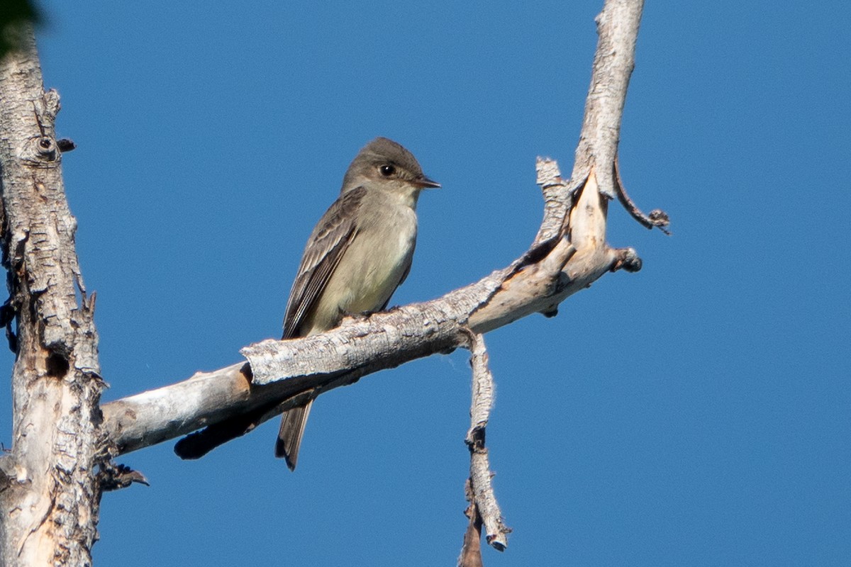 Western Wood-Pewee - Carrie Vaughn