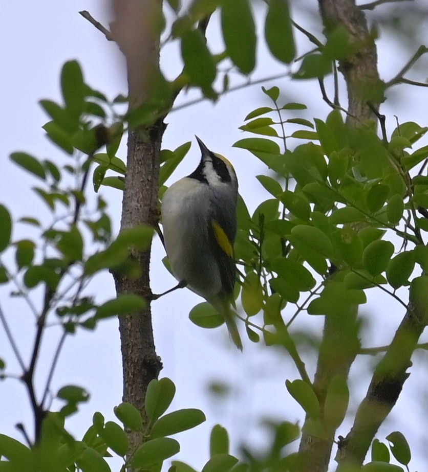 Golden-winged Warbler - ML618787241