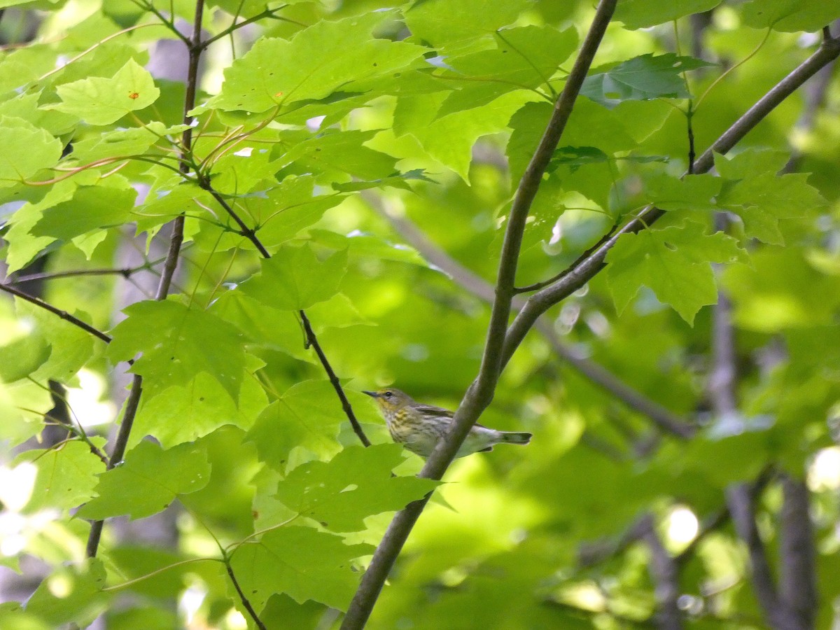 Cape May Warbler - Tony-Cara Woods