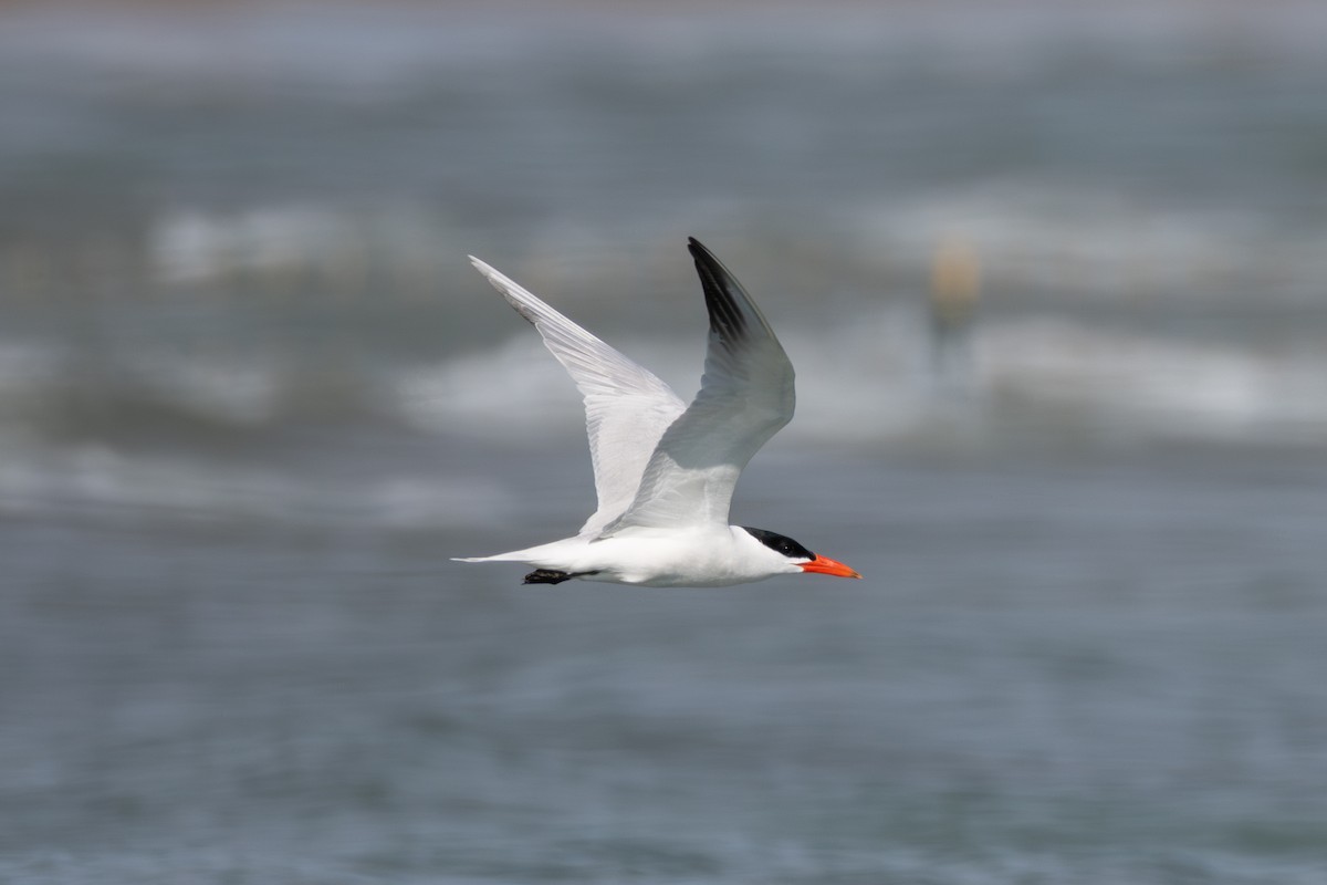 Caspian Tern - Billy Tran