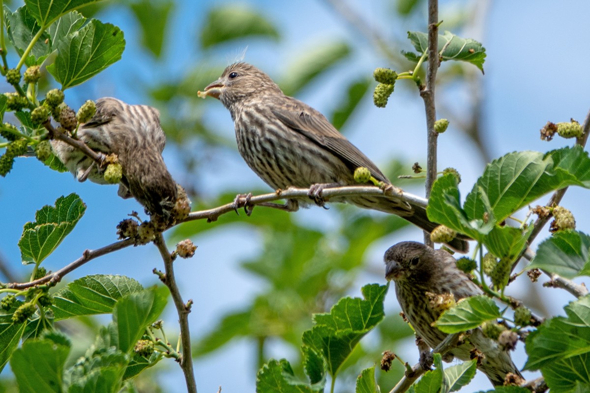 House Finch - Carrie Vaughn