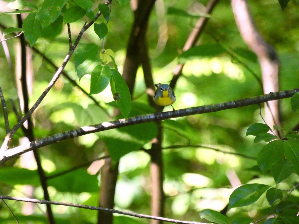 Northern Parula - Tony-Cara Woods